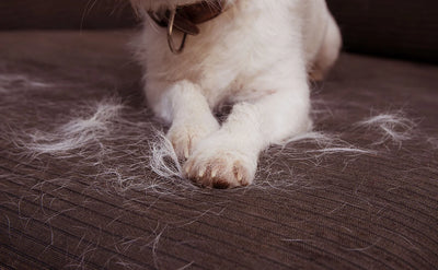 How to control dog hair shedding