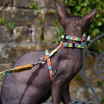 Over the rainbow breakaway cat collar