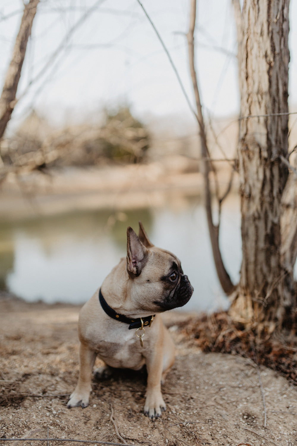 Navy recycled canvas dog collar