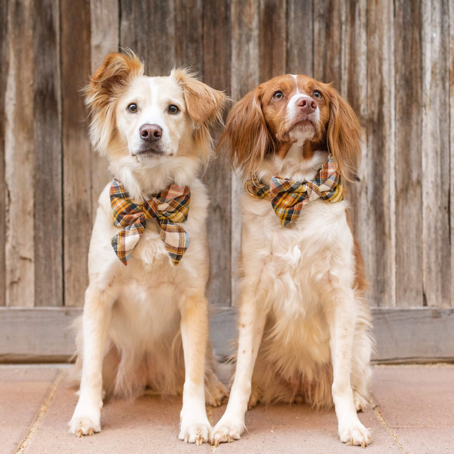 Cornucopia flannel dog collar