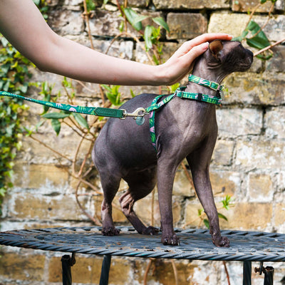 Combs breakaway cat collar