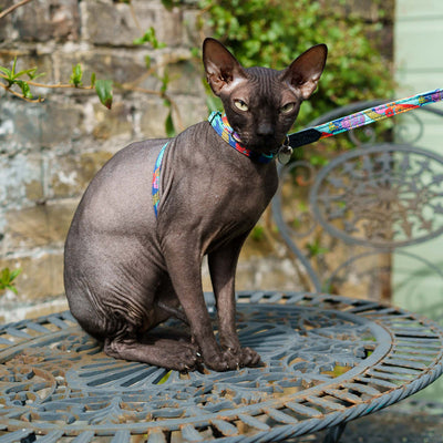 Wizard of dog breakaway cat collar