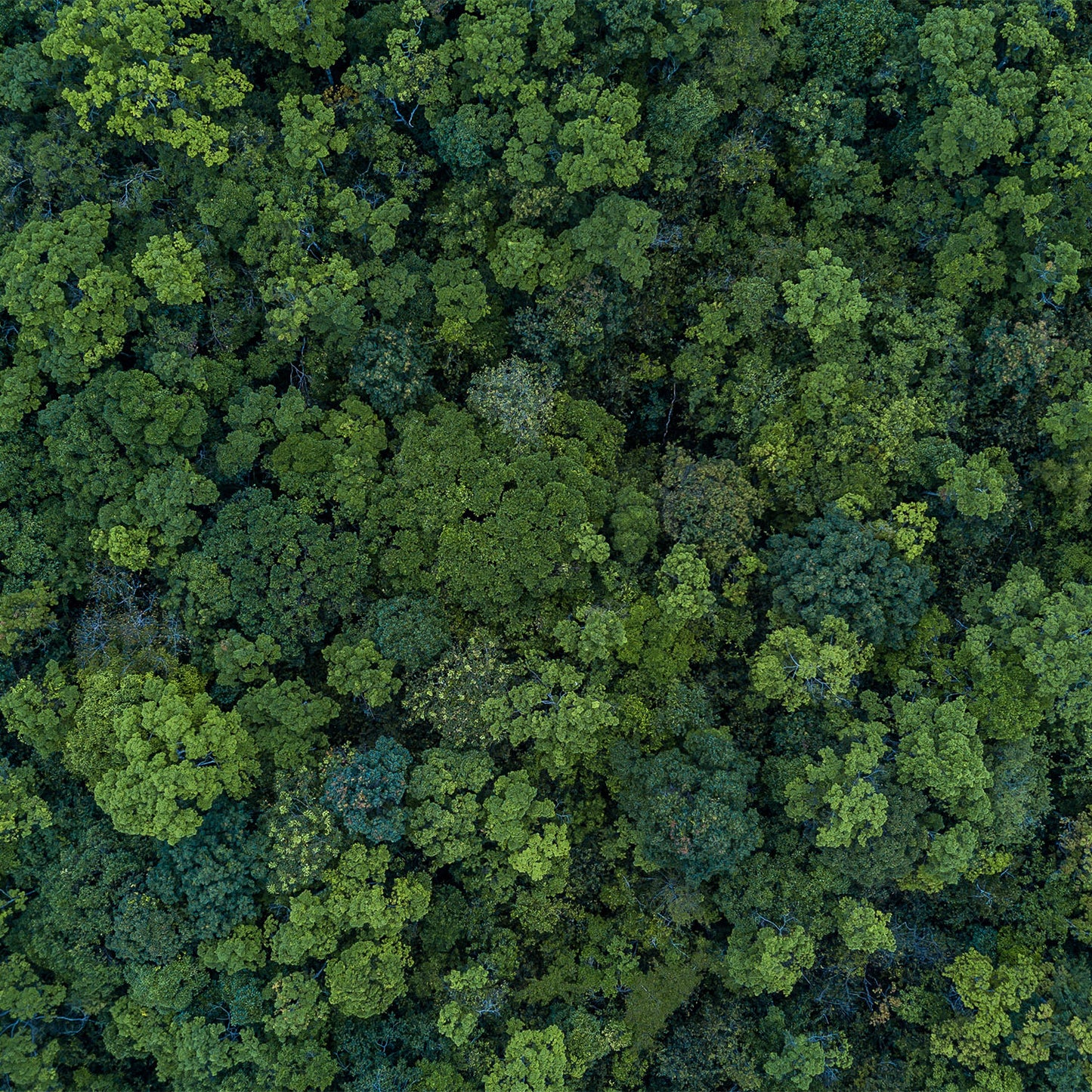 Collar – forest green