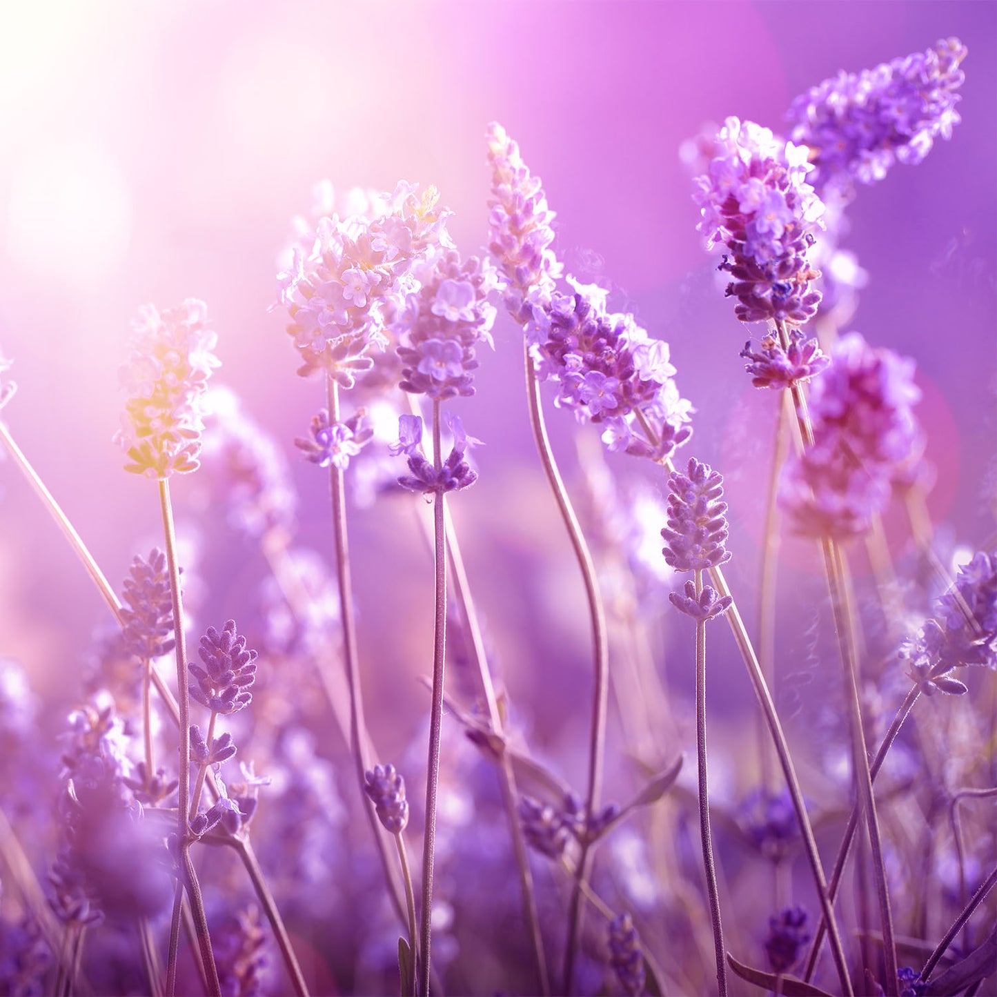 Collar – lexia lavender