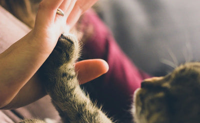 Nine signs your cat loves you