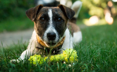 Why do dogs like squeaky toys?