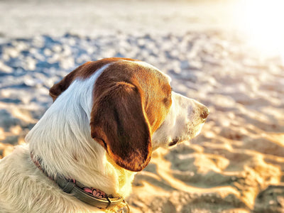 How to keep your dog safe in the summer heat