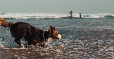 Dog friendly holidays, adventures and fun things to do with your dog