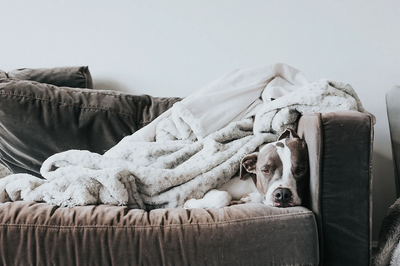 How to stop separation anxiety in dogs