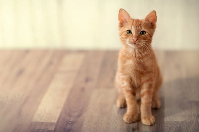 How to toilet train a kitten