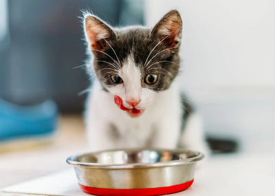 Why is my cat always hungry?