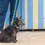Shuka blue classic dog lead