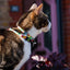 Over the rainbow breakaway cat collar