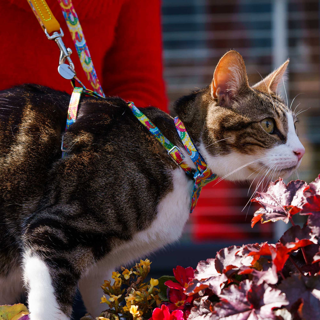 Over the rainbow breakaway cat collar