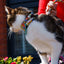 Over the rainbow breakaway cat collar