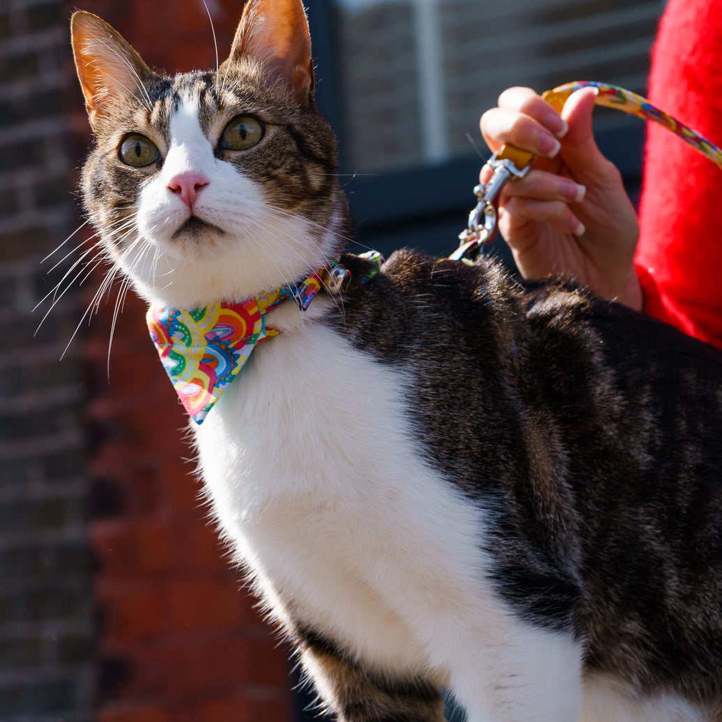 Over the rainbow breakaway cat collar