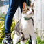 Combs breakaway cat collar
