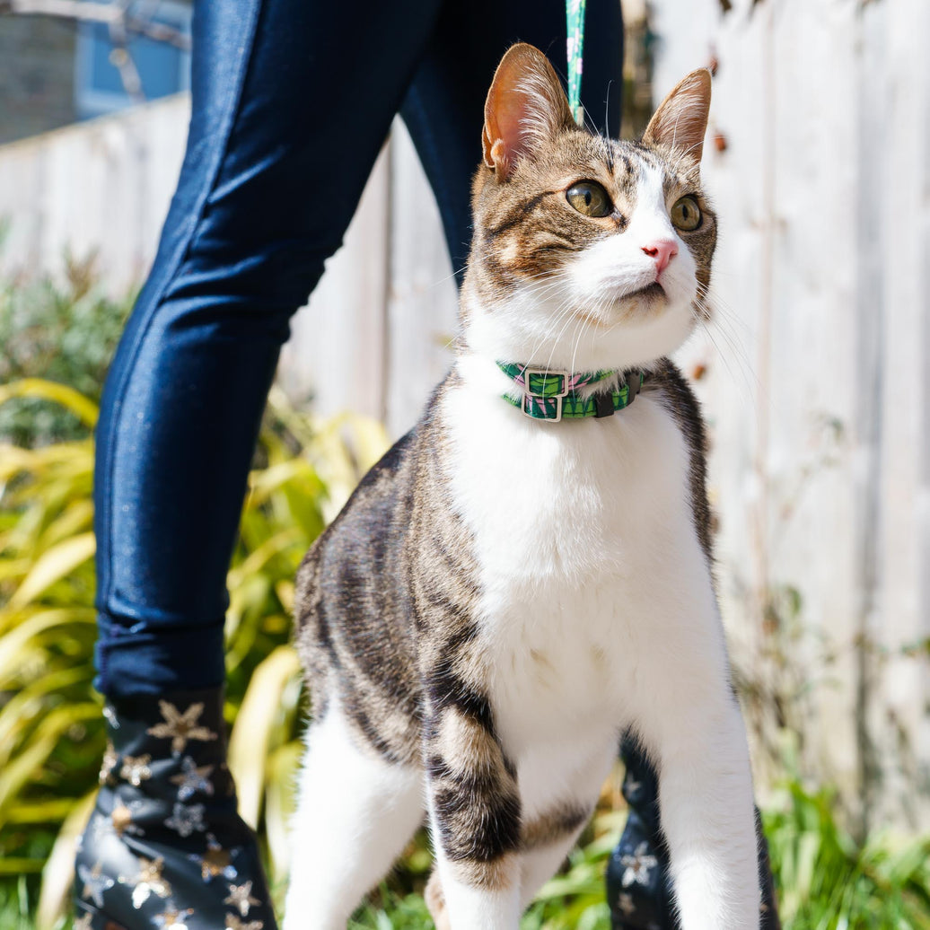 Combs breakaway cat collar