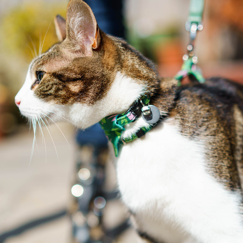 Combs breakaway cat collar