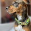 Lemon zest dog collar