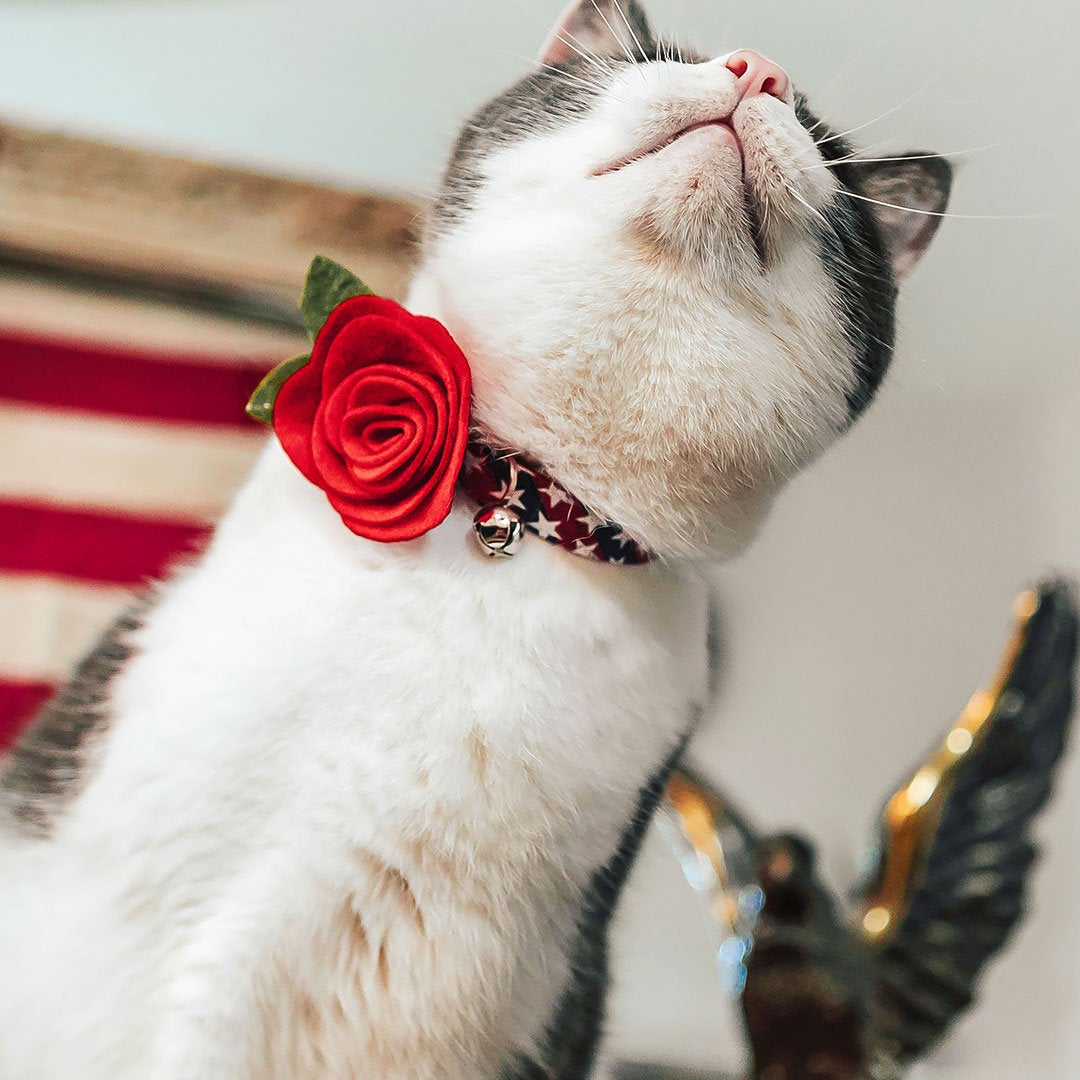 Americana - 4th of July Cat Collar