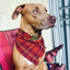 Cider plaid flannel dog collar