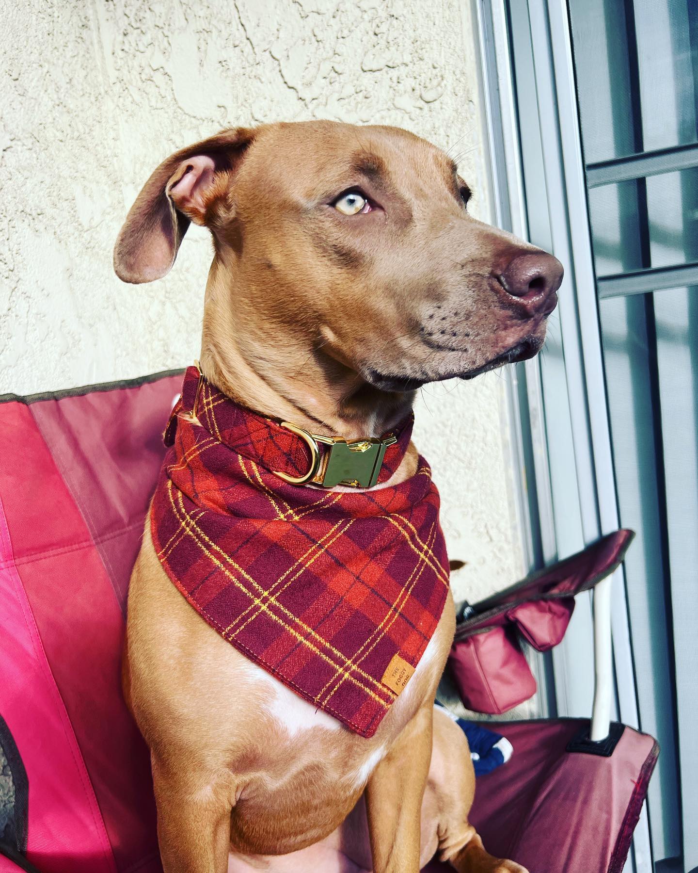 Cider plaid flannel dog collar