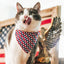 Americana - 4th of July Cat Collar