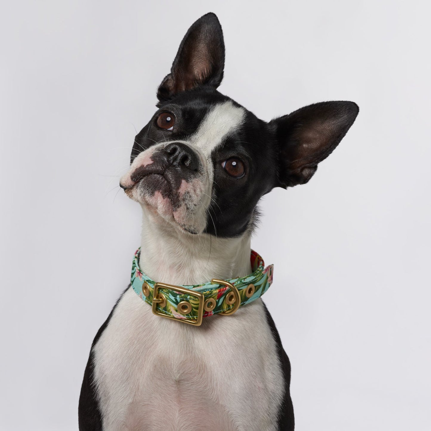 Coastal flower designer dog collar