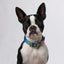 Tropical flower designer dog collar