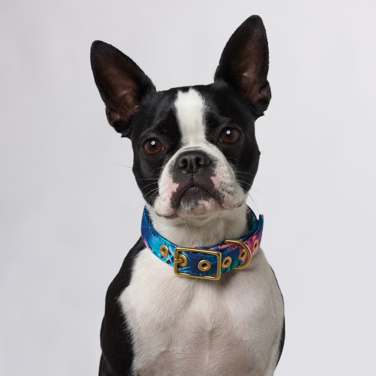 Tropical flower designer dog collar