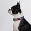 Tropical flower designer dog collar