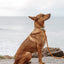 Coastal flower designer dog collar