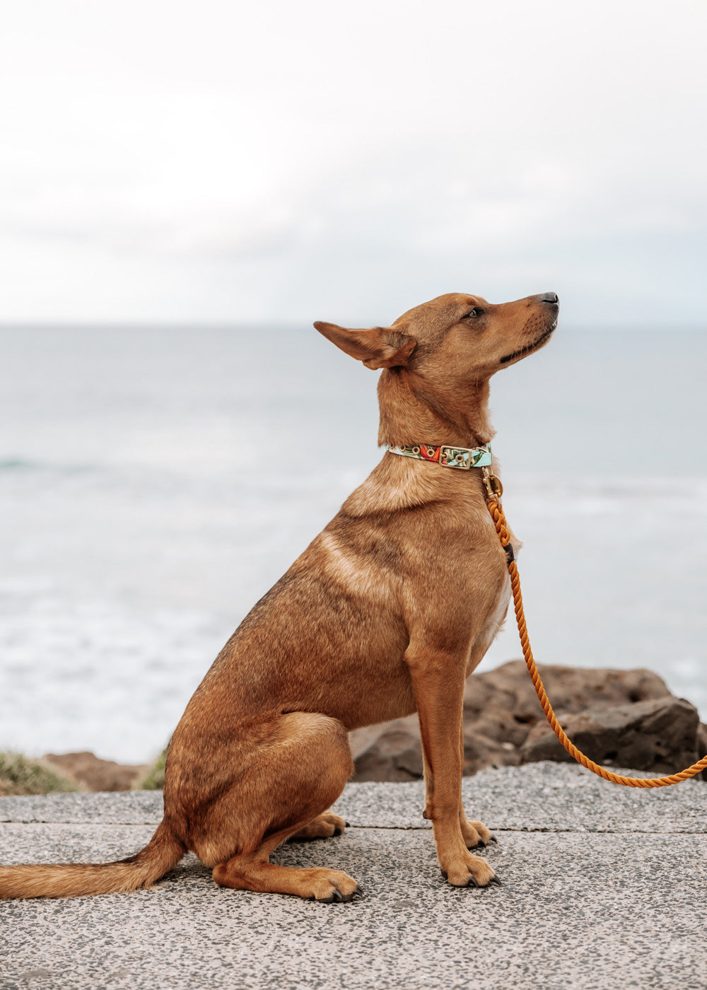 Coastal flower designer dog collar