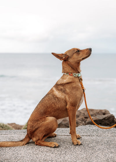 Coastal flower designer dog collar
