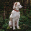Dusty pink recycled canvas dog collar