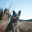 Dusty pink recycled canvas dog collar