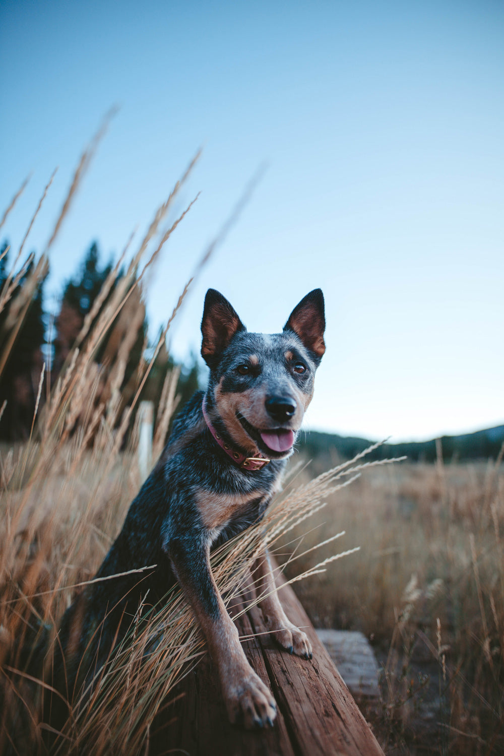Dusty pink recycled canvas dog collar