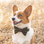 Olive dog collar