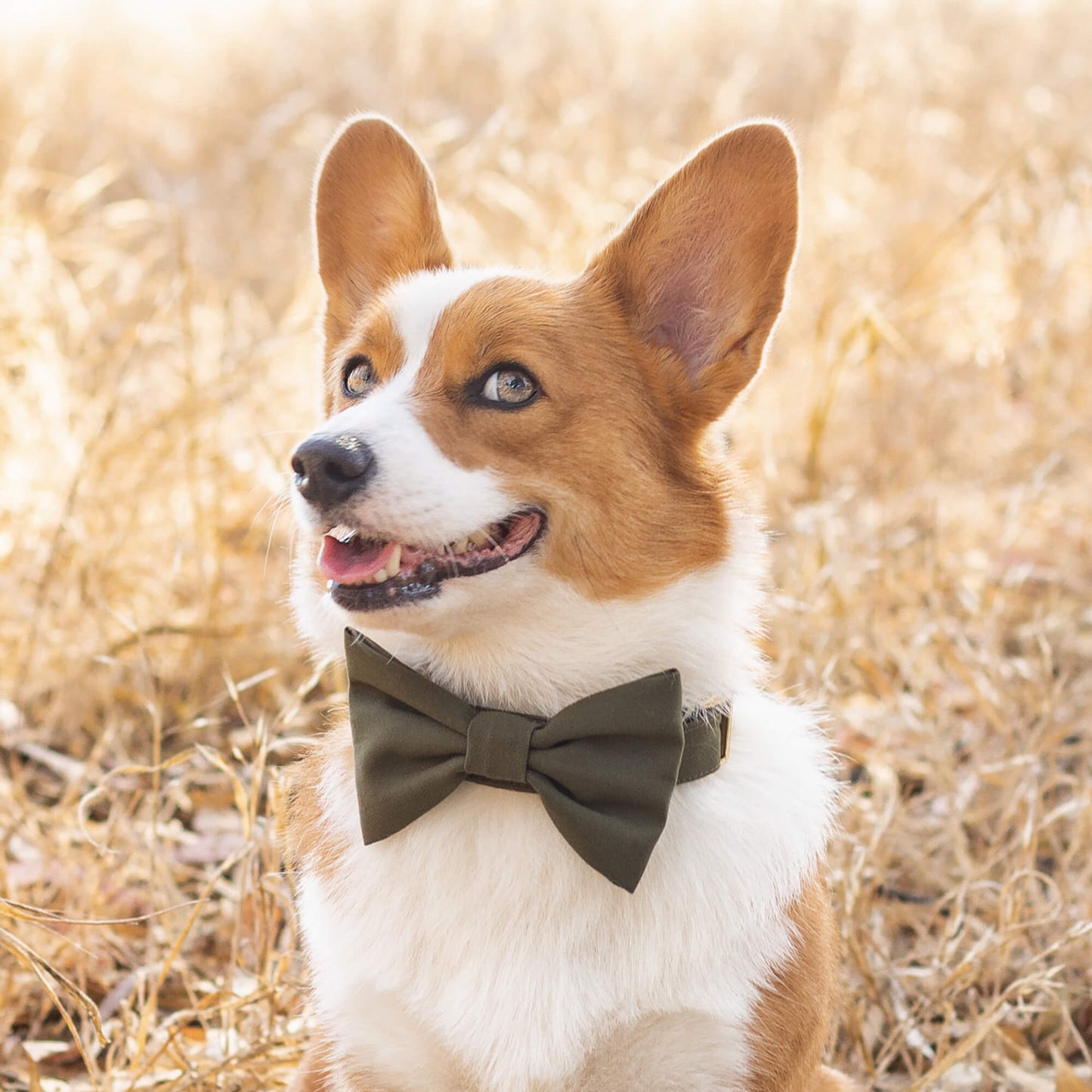 Olive dog collar