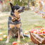 Cornucopia flannel dog collar