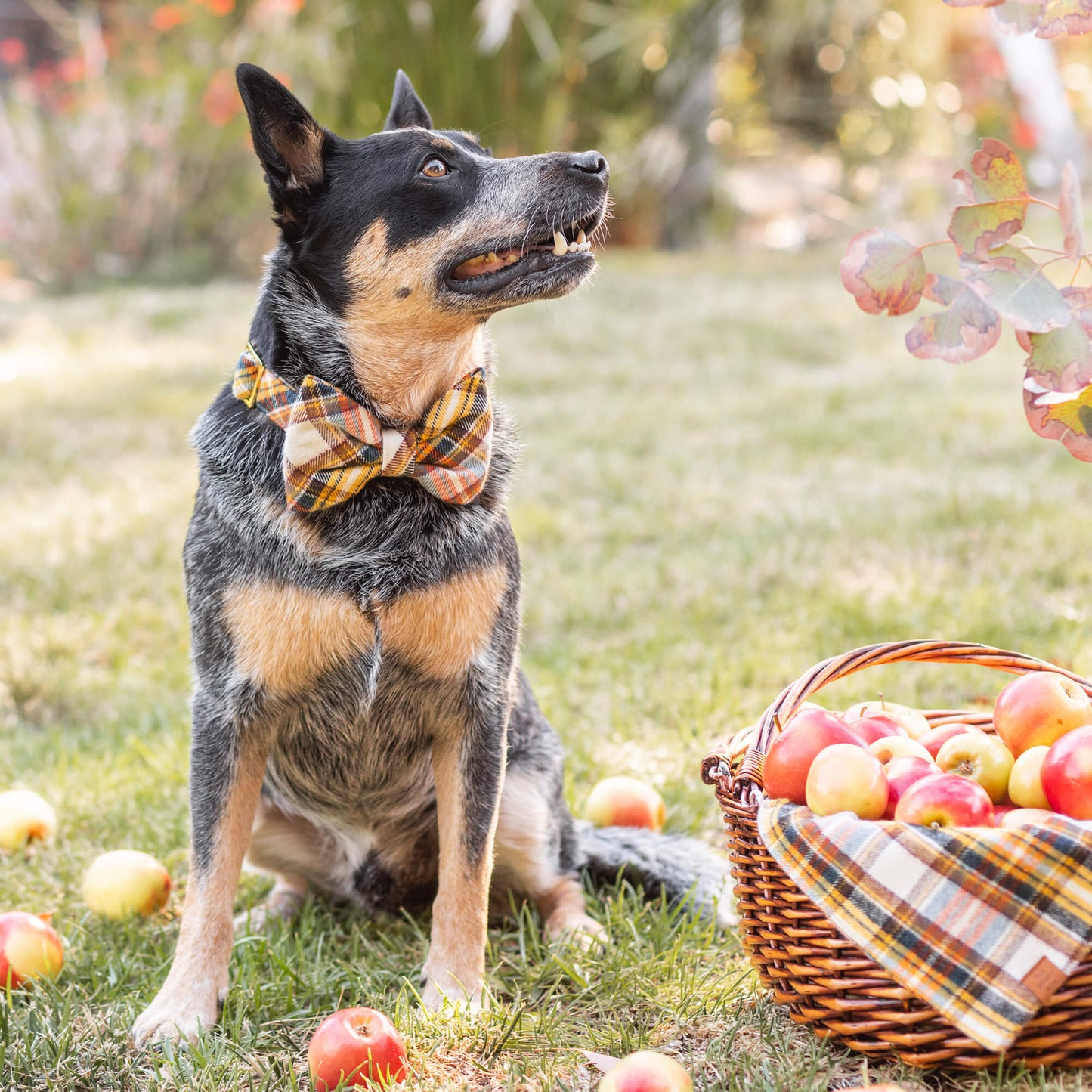 Cornucopia flannel dog collar