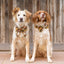 Cornucopia flannel dog collar