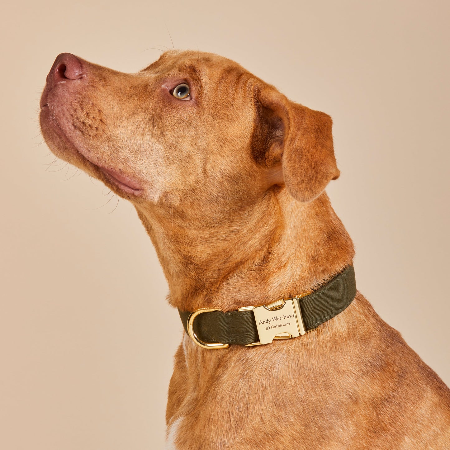 Olive dog collar
