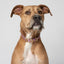 Bohemian sunrise designer dog collar