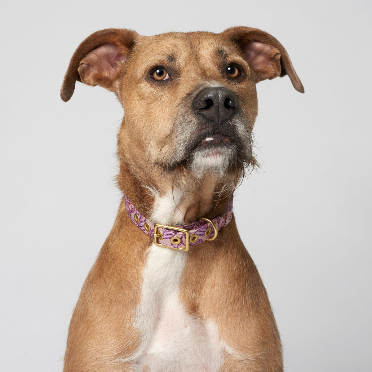 Bohemian sunrise designer dog collar