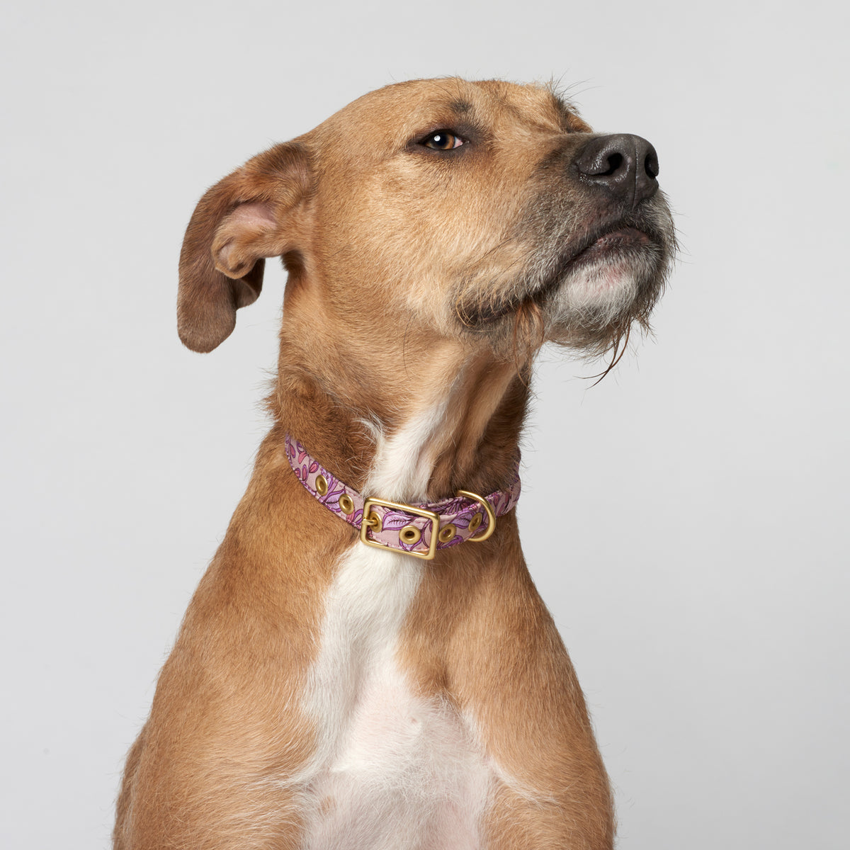 Bohemian sunrise designer dog collar