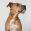 Bohemian sunset designer dog collar