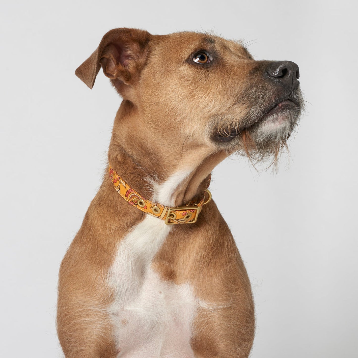 Bohemian sunset designer dog collar