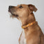 Bohemian sunset designer dog collar